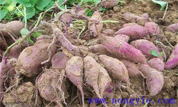 紫薯的病蟲害有哪些 紫薯的病蟲害防治技術