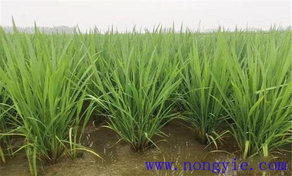 水稻分蘗期怎樣進行田間管理