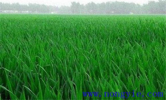 小麥優質高產栽培技術