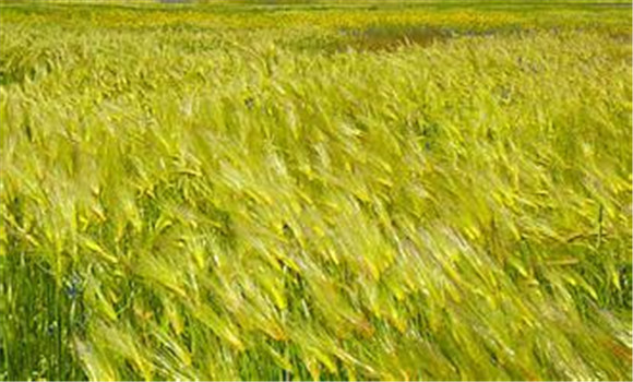 大麥的種植方法與技術要點