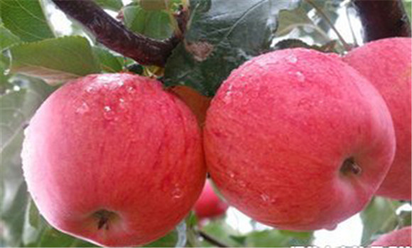 蘋果樹的施肥管理方法