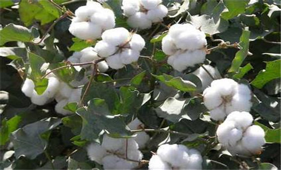 南方棉花種植新技術