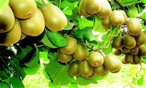 獼猴桃種植的溫度條件