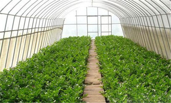青椒大棚栽培步驟與新技術