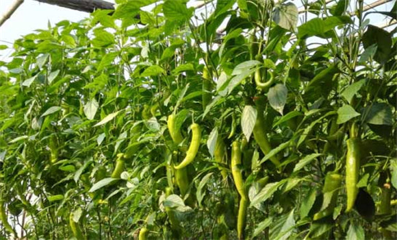 護根育壯苗是棚室辣椒成功栽培的基礎