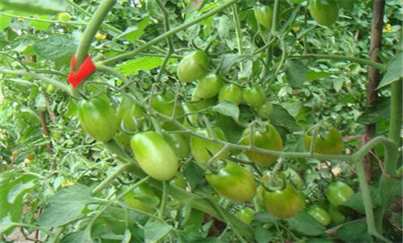 櫻桃番茄的高效栽培方法