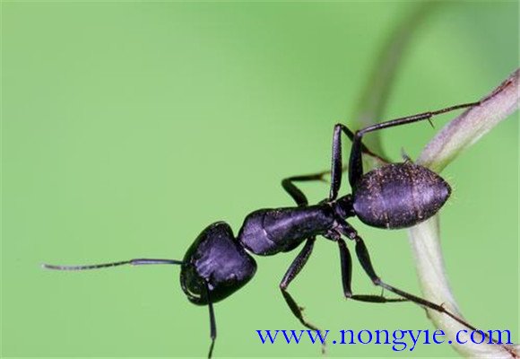 擬黑多刺蟻怎么養