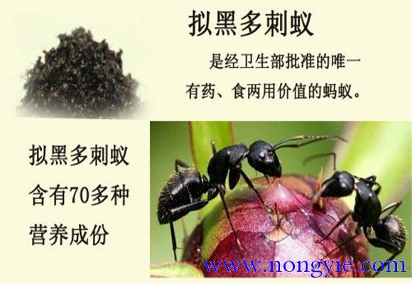 擬黑多刺蟻養殖與管理方法