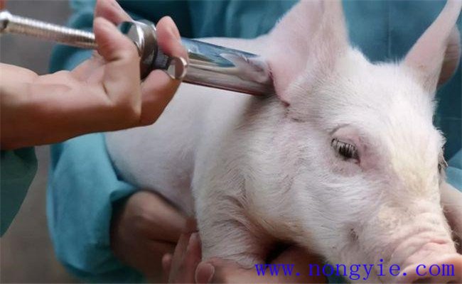 豬低溫的治療方法