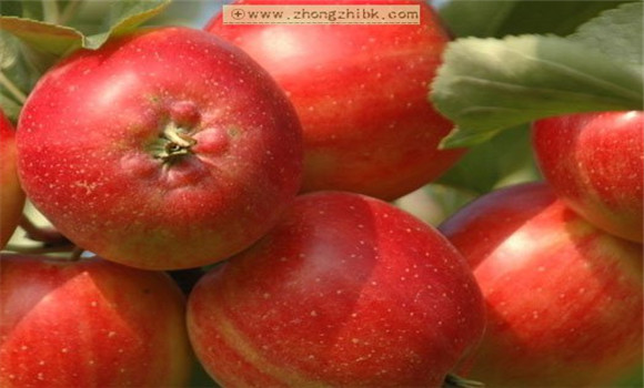 蘋果的功效與作用 蘋果的營養價值
