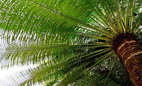 棕櫚樹的種植技術