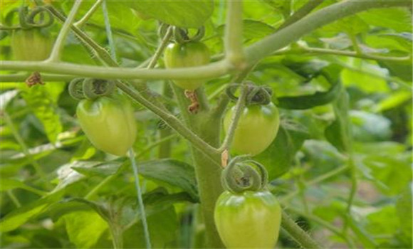 日光溫室櫻桃番茄冬春茬栽培方法