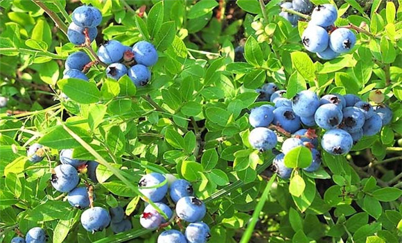 藍莓樹苗幾年結果