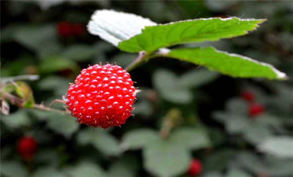樹莓高產種植技術