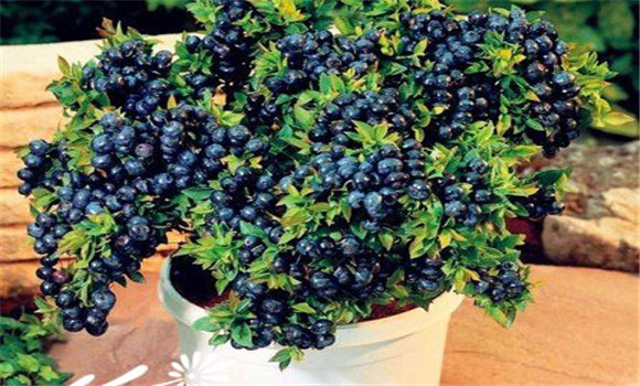 盆栽藍莓