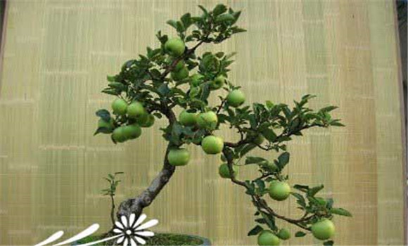 蘋果盆景盆栽技術