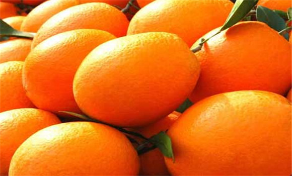 臍橙的營養價值與功效
