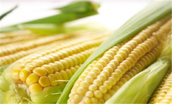 玉米品種