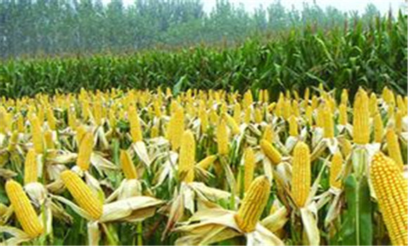 玉米增產