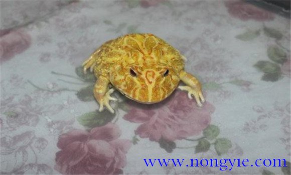 黃金角蛙壽命有多長
