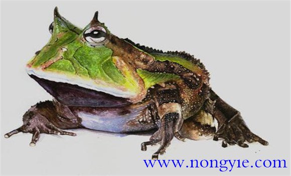 霸王角蛙壽命有多長