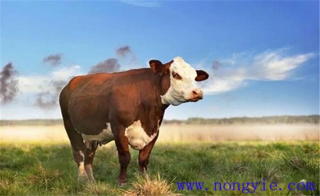 母牛預產期的計算方法