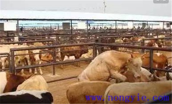 如何搞好肉牛母牛哺乳期的飼養管理