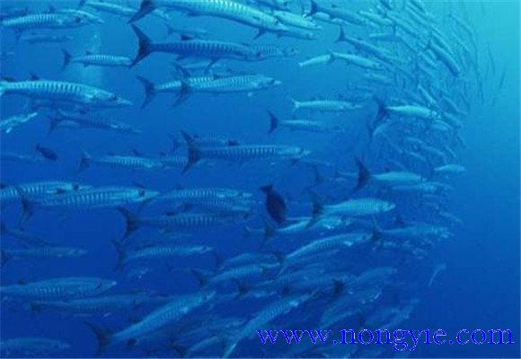 沙丁魚是深海魚嗎