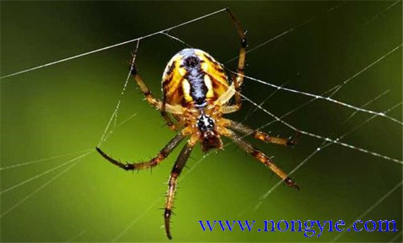 蜘蛛的天敵是什么動物