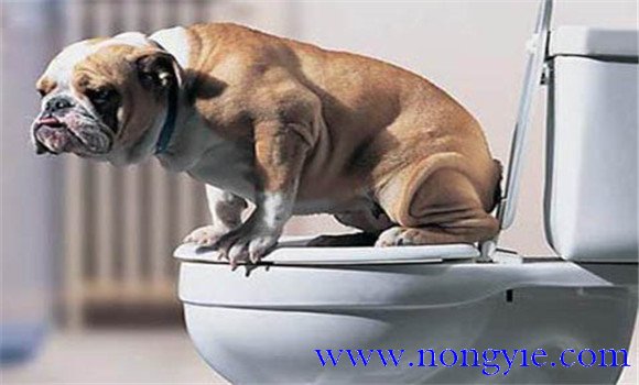 訓練犬在廁所內排便