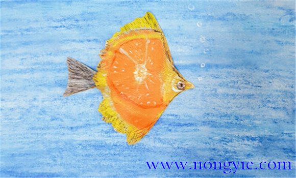 橘子魚的形態特征