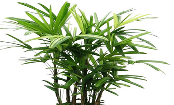 棕竹種植