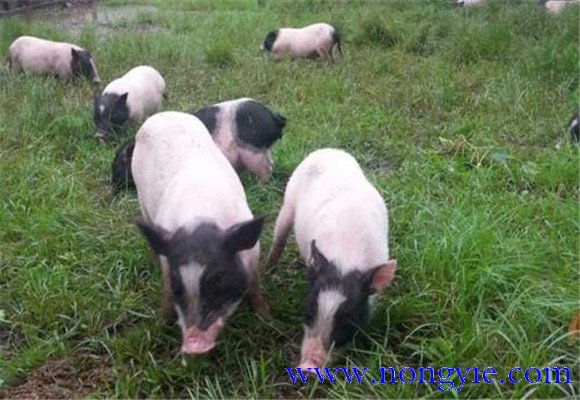 香豬的飼料種類與搭配原則