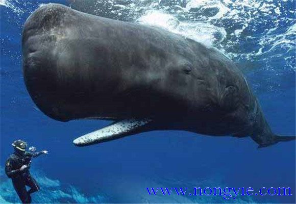 鯨魚的祖先是什么動物
