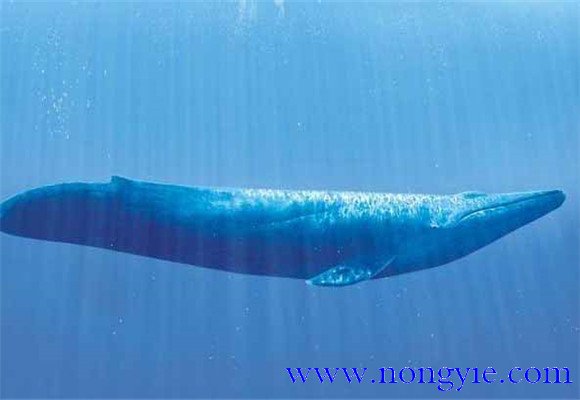 最早出現的鯨魚是什么
