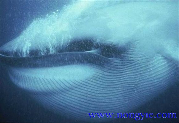藍鯨吃什么食物