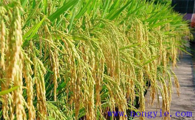 雜交稻和常規稻的區別