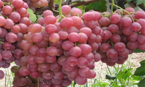 葡萄的營養價值