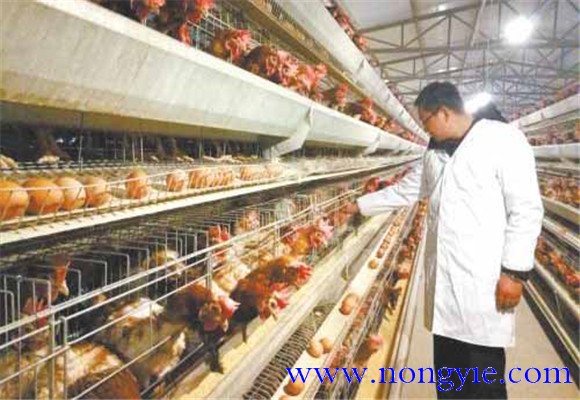 籠養肉雞舍內養殖環境的控制方法