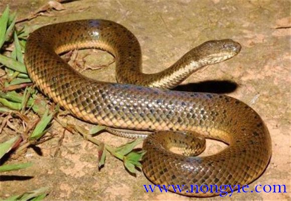 蛇的壽命最長多少年