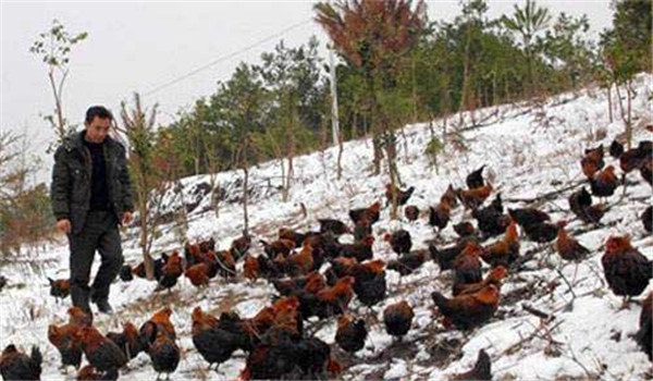 蛋雞冬季飼養管理
