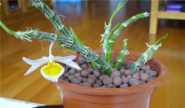 白蘭花的養殖方法