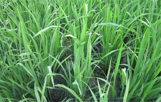 加入氮肥提高除草效用