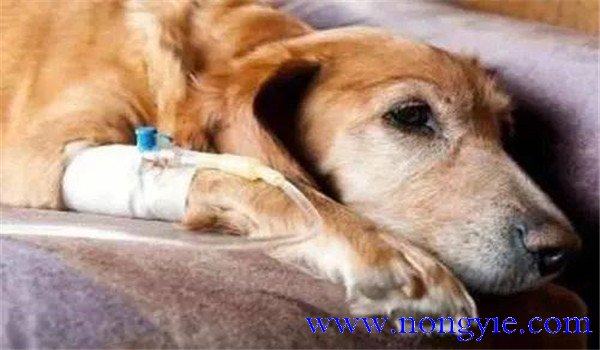 犬瘟熱的治療與防治原則