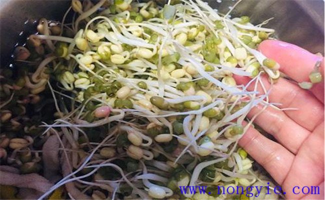 綠豆芽怎么種植
