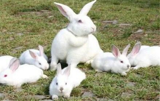 幼兔和青年兔的飼養