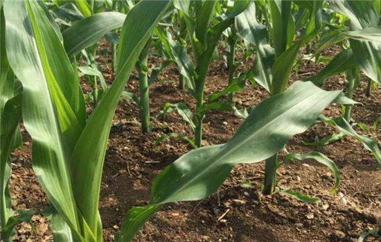 玉米單行單株種植