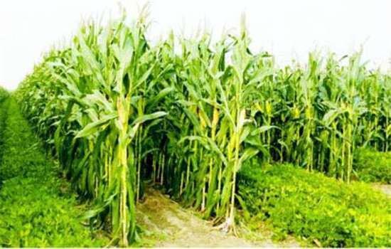 玉米雙行單株種植