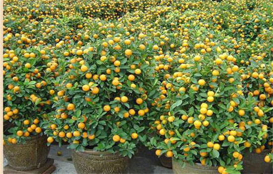 金橘盆栽修剪方法
