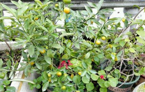 金橘盆栽的病蟲害防治